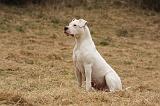DOGUE ARGENTIN 085